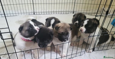 Akita dogs - Advert 6