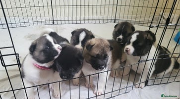 Akita dogs - Advert 2