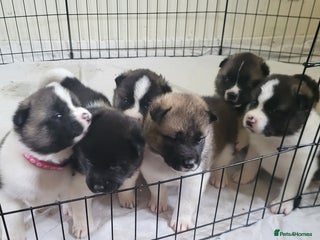 Akita dogs - Advert 7