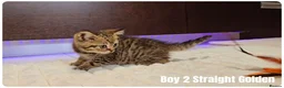 Scottish Fold cats for sale: 🐱 Scottish Fold & Scottish Straight Kittens - Advert 11