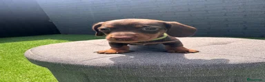 Miniature Dachshund 4