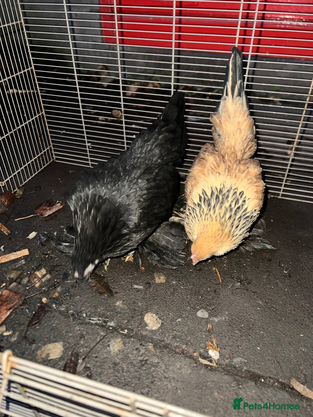 Chickens poultry for sale: 11 Pekin and silkie chickens for sale - Advert 4