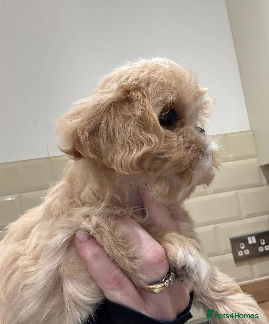 Cava Tzu dogs for sale: Cavashi cavatzu boys READY NOW  - Advert 4