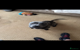 Staffordshire Bull Terrier dogs for sale: Looking for a new home  - Image 4