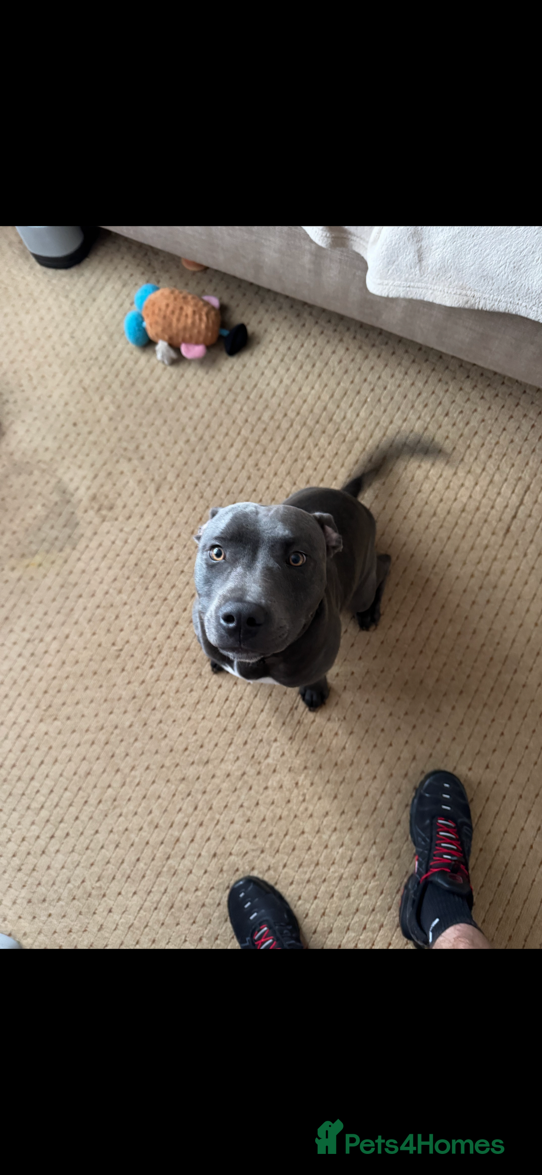 Staffordshire Bull Terrier dogs for sale: Looking for a new home  - Image 4