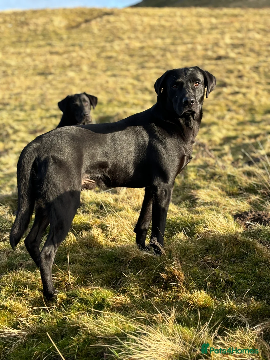 Labrador Retriever dogs for stud: Black labrador stud- FULLY HEALTH TESTED in Leyburn - Advert 15