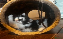 Mixed Breed cats for sale: 4 beautiful black and white kittens for sale  - Image 5