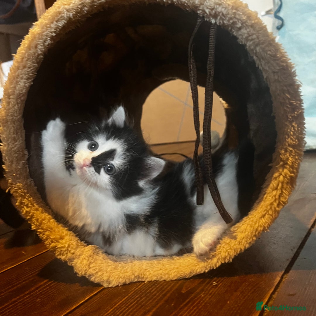 Mixed Breed cats for sale: 4 beautiful black and white kittens for sale  - Image 5