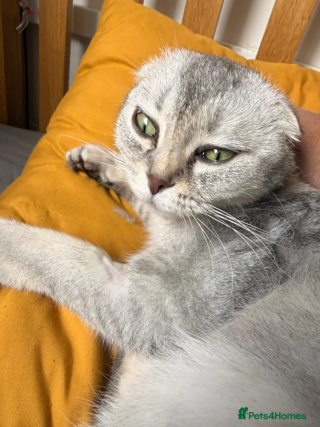 Scottish Fold cats for sale: Beautiful Girl Mainecoon (Dad) Scottish Fold (mum) in Rushden - Advert 1