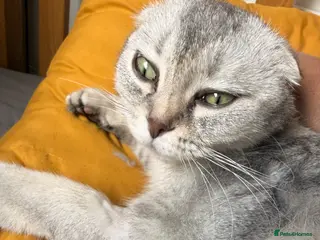 Scottish Fold cats Beautiful Girl Mainecoon (Dad) Scottish Fold (mum) - Advert 2