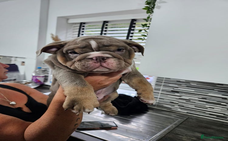 English Bulldog dogs - Advert 3