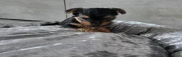 Yorkshire Terrier dogs for sale: 💕Beautiful Yorkshire Terrier Puppies 💕 - Advert 8