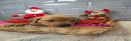 Labrador Retriever dogs for sale: Stunning Fox Red Labrador - Available 9th Jan - Advert 11