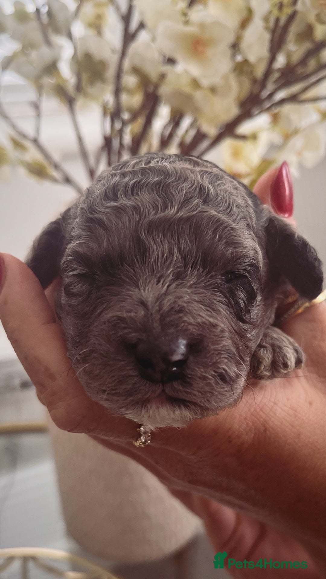 Sproodle dogs for sale: Sproodle puppies  - Image 39