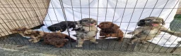 Cockapoo dogs for sale: Cockerpoo pups  - Advert 19