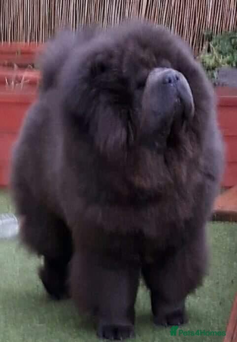Chow Chow dogs Beautiful champion sired chow chow pups - Advert 4