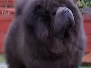 Chow Chow dogs Beautiful champion sired chow chow pups - Advert 4
