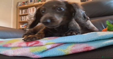 Miniature Dachshund dogs in Stoke-on-Trent - Advert 11