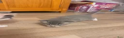 Maine Coon cats for sale: Mainecoon x kittens  in Barnstaple - Advert 11
