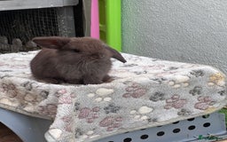 Mini Lop rabbits for sale: Beautiful mini lops - Image 12
