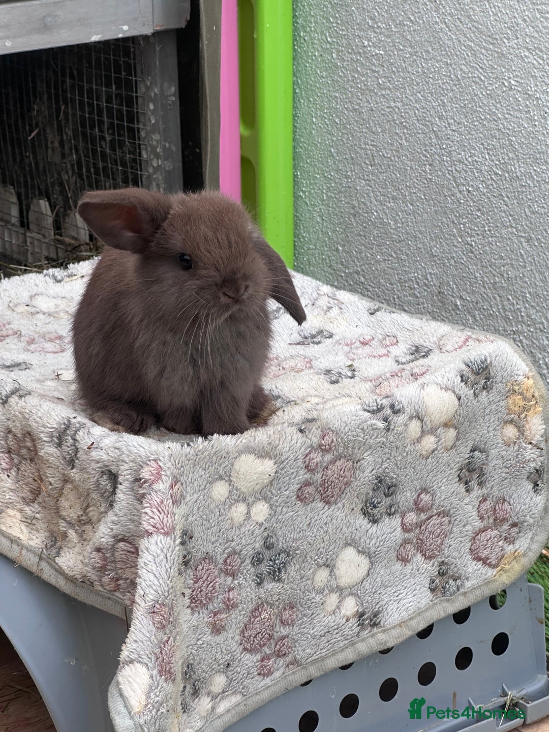 Mini Lop rabbits for sale: Beautiful mini lops - Image 12