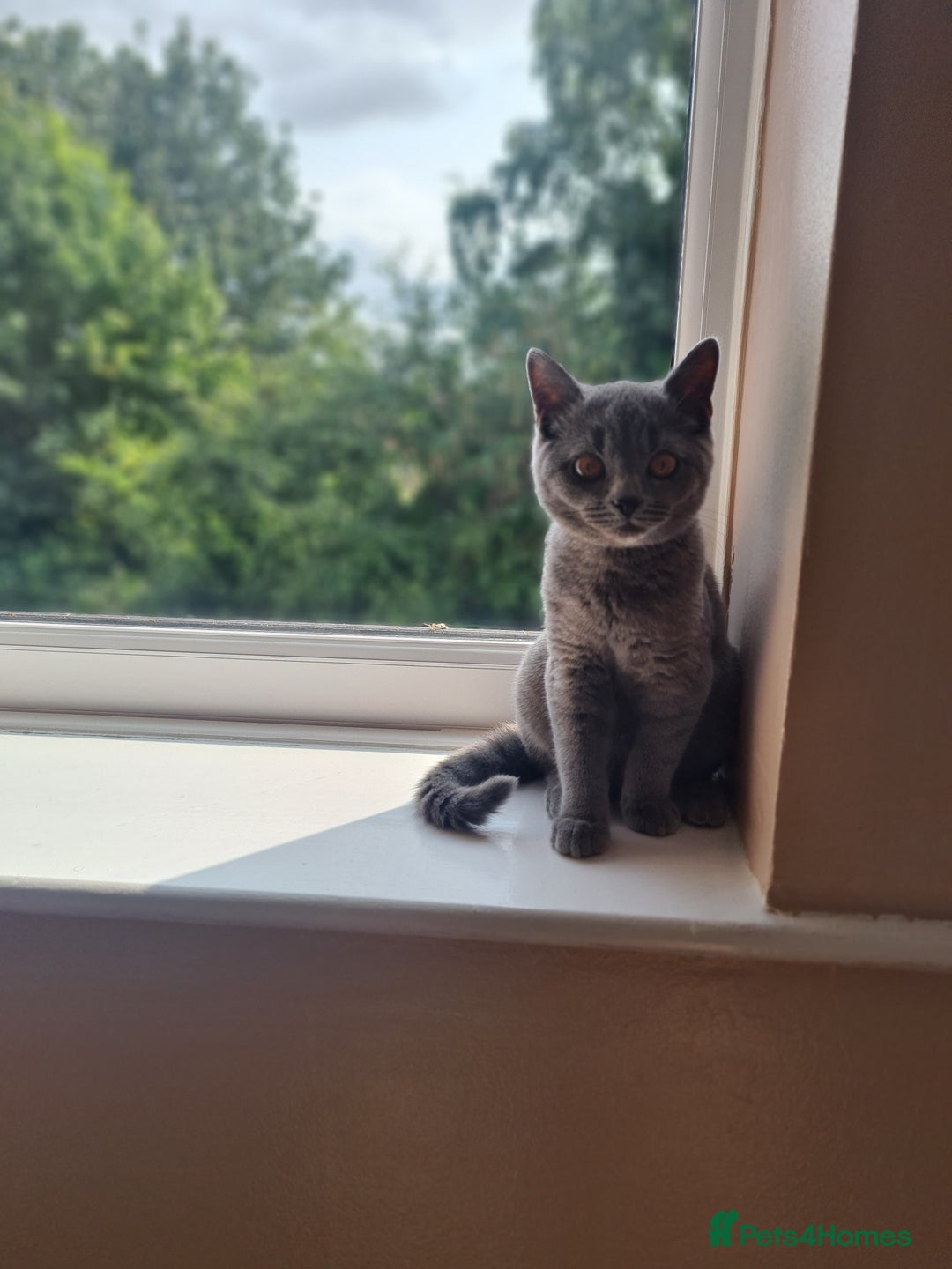 British Shorthair cats for sale: Adorable  british short hair male kitten - Image 3