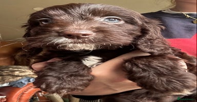 Cockapoo dogs - Advert 7