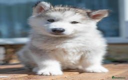 Mixed Breed dogs for sale: Fully vaccinated husky/Malamute Puppies. 3 Left  - Image 17