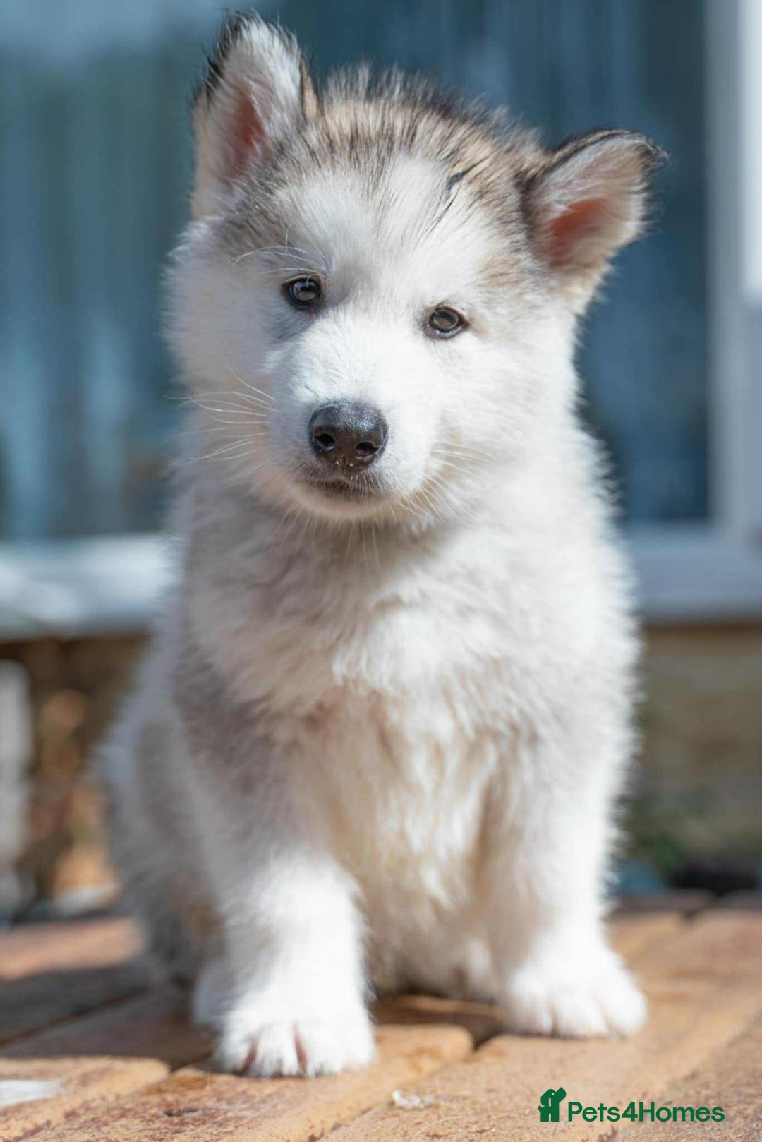 Mixed Breed dogs for sale: Fully vaccinated husky/Malamute Puppies. 3 Left  - Image 17