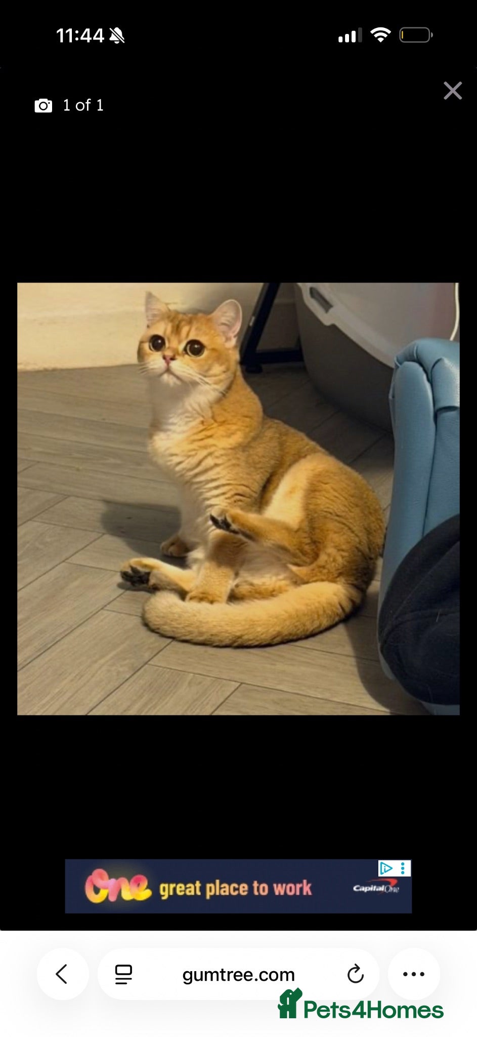 British Shorthair cats Rehomeing my British shorthair  - Advert 2