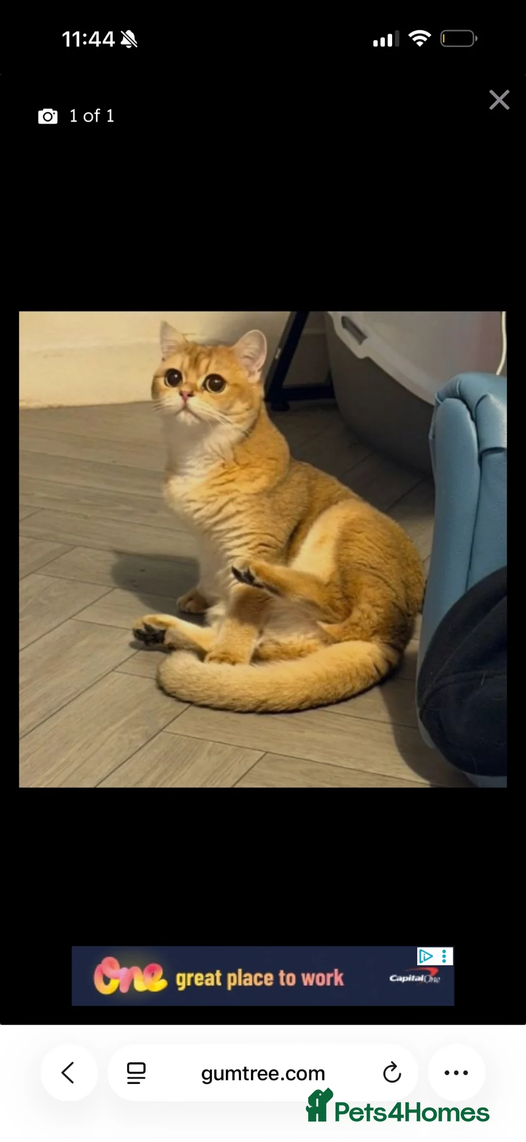 British Shorthair cats for sale: Rehomeing my British shorthair  - Advert 1