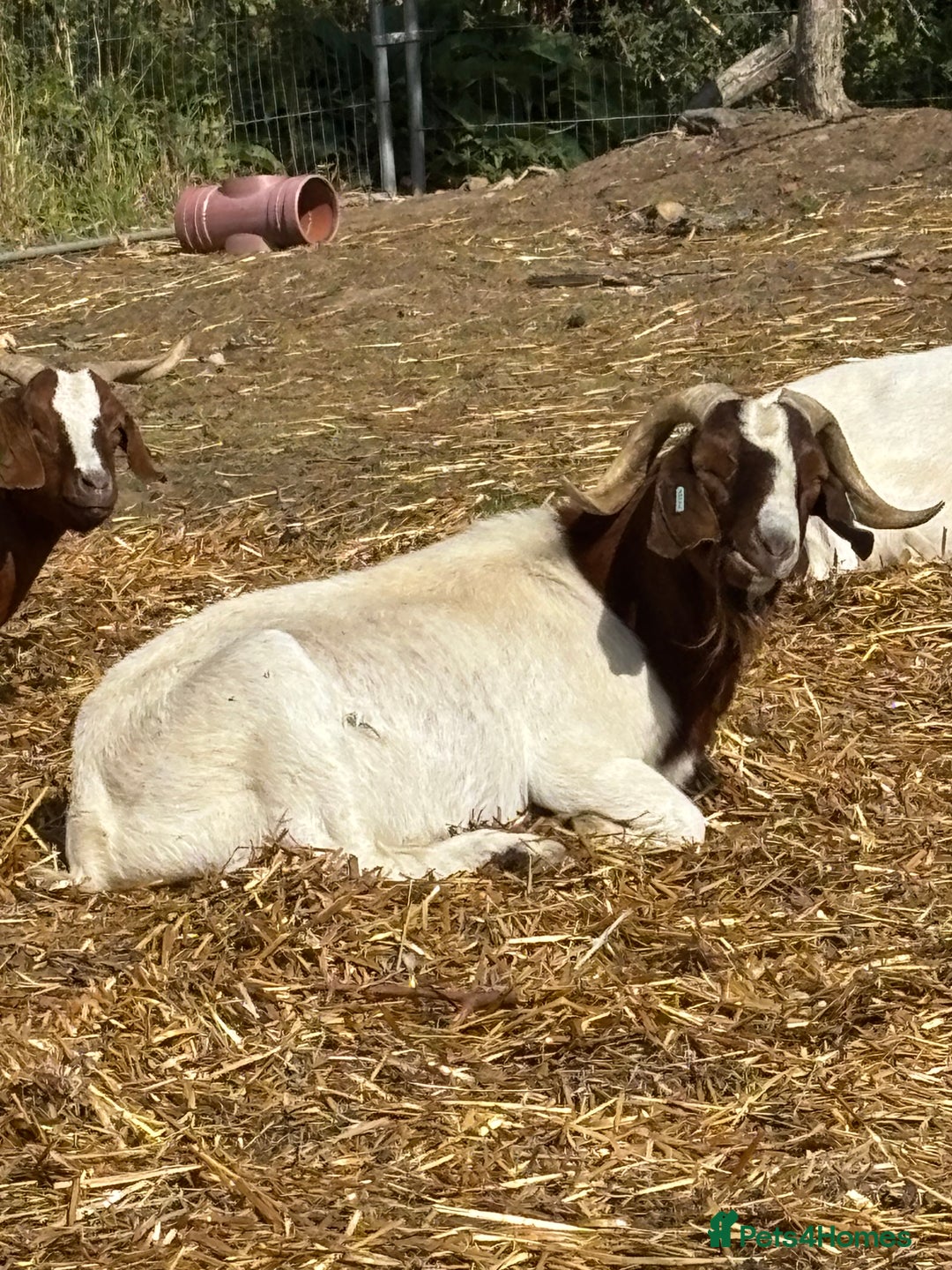 Goats livestock for sale: Pure bred boar billy - Image 6