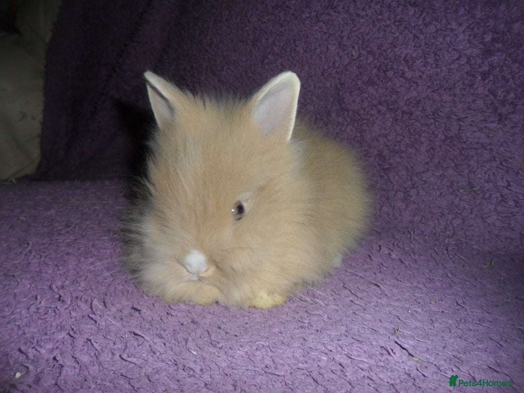 Lionhead rabbits for sale: BEAUTIFUL BABY DOUBLEMANE LIONHEAD RABBITS MALE - Image 10