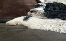 Havanese dogs for sale: Show quality litter of kc reg havanese puppies in Lincoln - Image 11