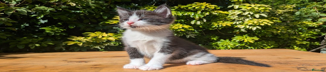 Goatee Tuxedo