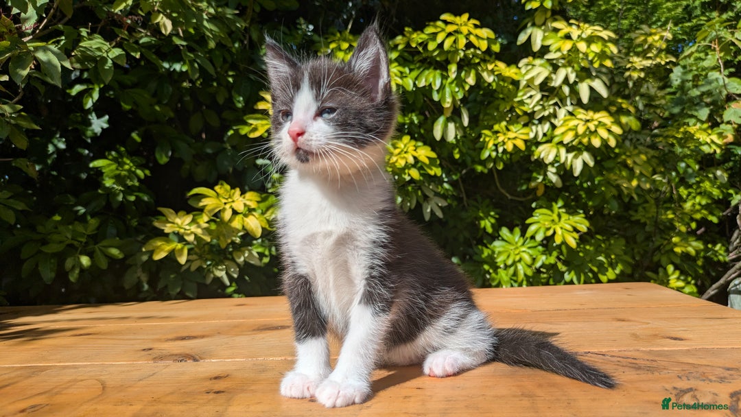 Mixed Breed cats for sale: Tuxedo Kittens - Image 15