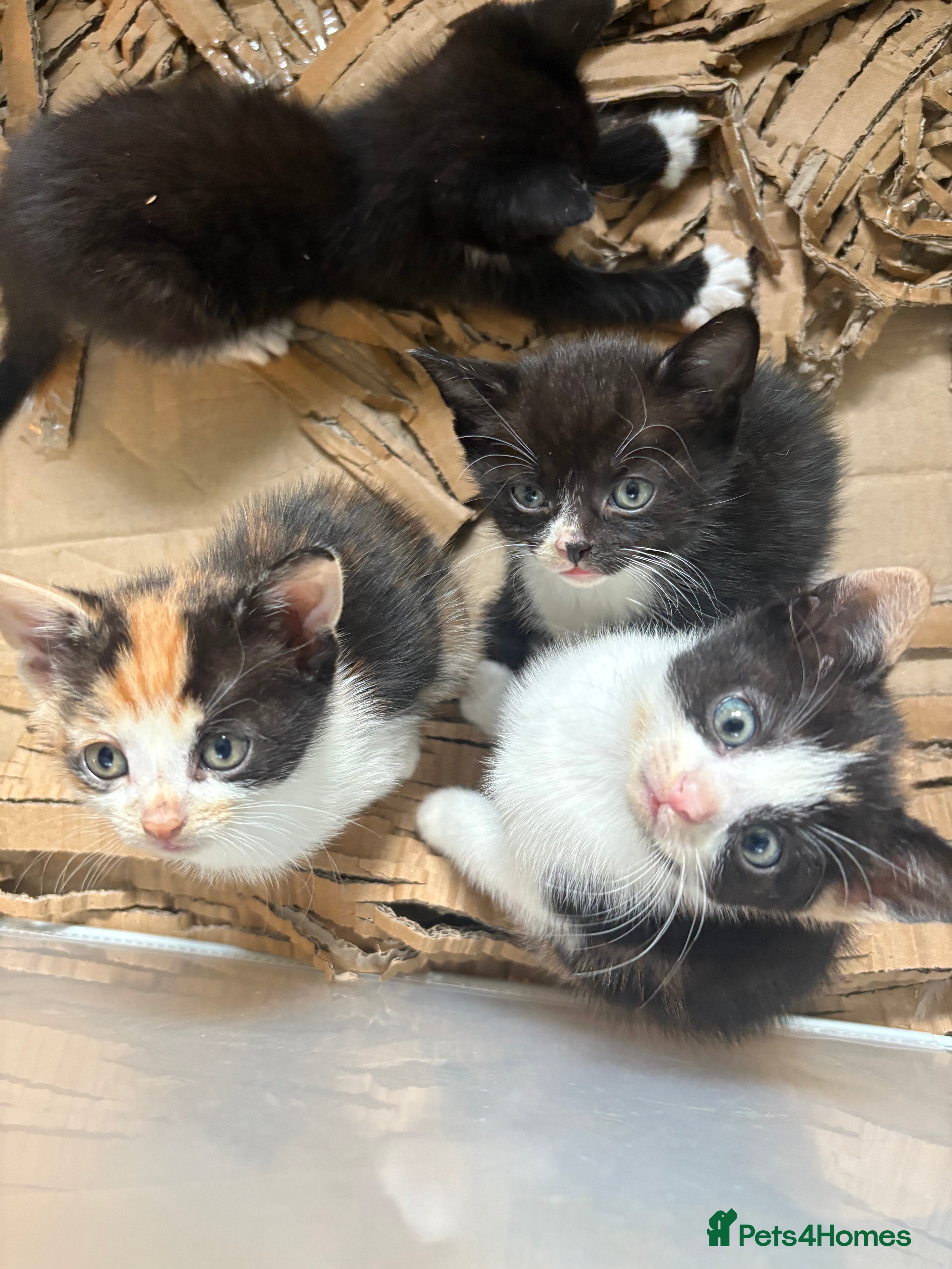 Mixed Breed cats Kittens  - Advert 3