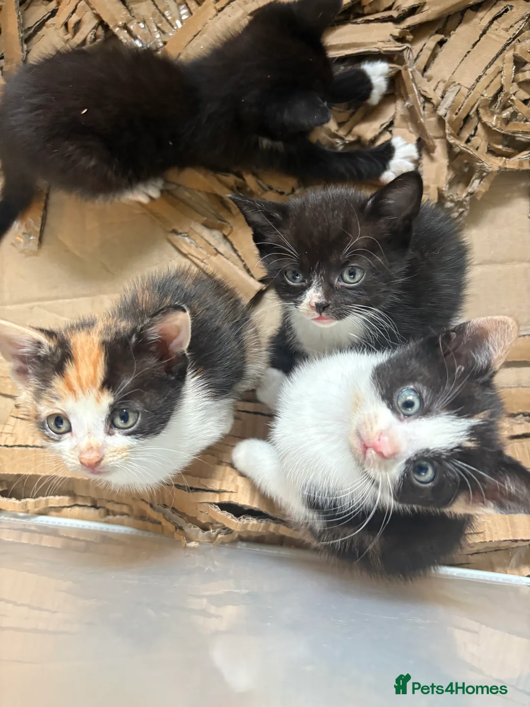 Mixed Breed cats for sale: Kittens  - Advert 1