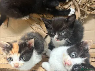 Mixed Breed cats Kittens - Advert 3