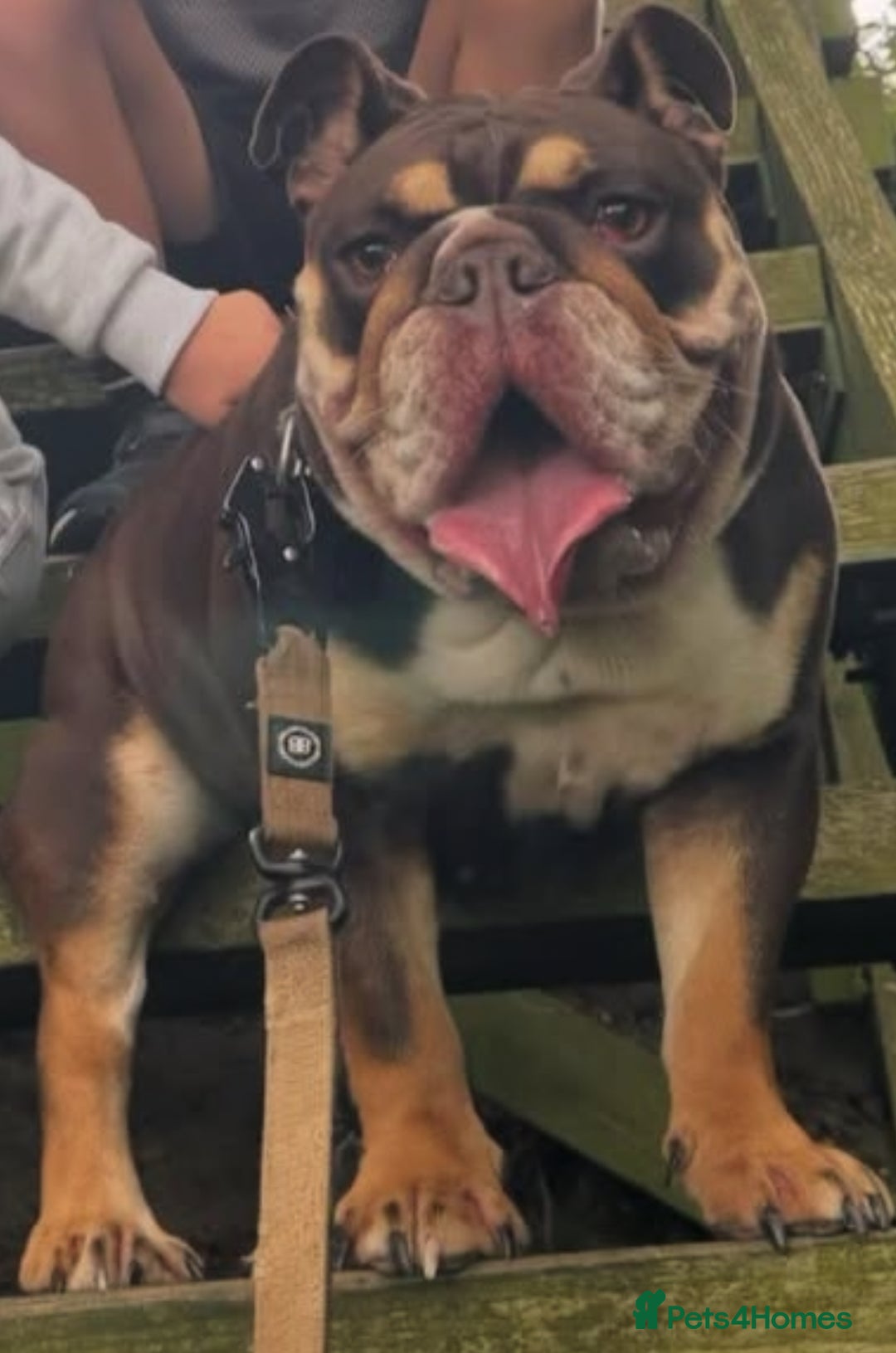English Bulldog dogs for sale: Looking for my new home - Advert 4