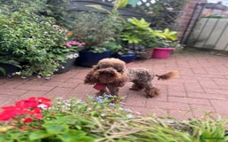 Toy Poodle dogs for sale: Rare parti/phantom/silver Kc Toy Poodle Puppies - Image 3