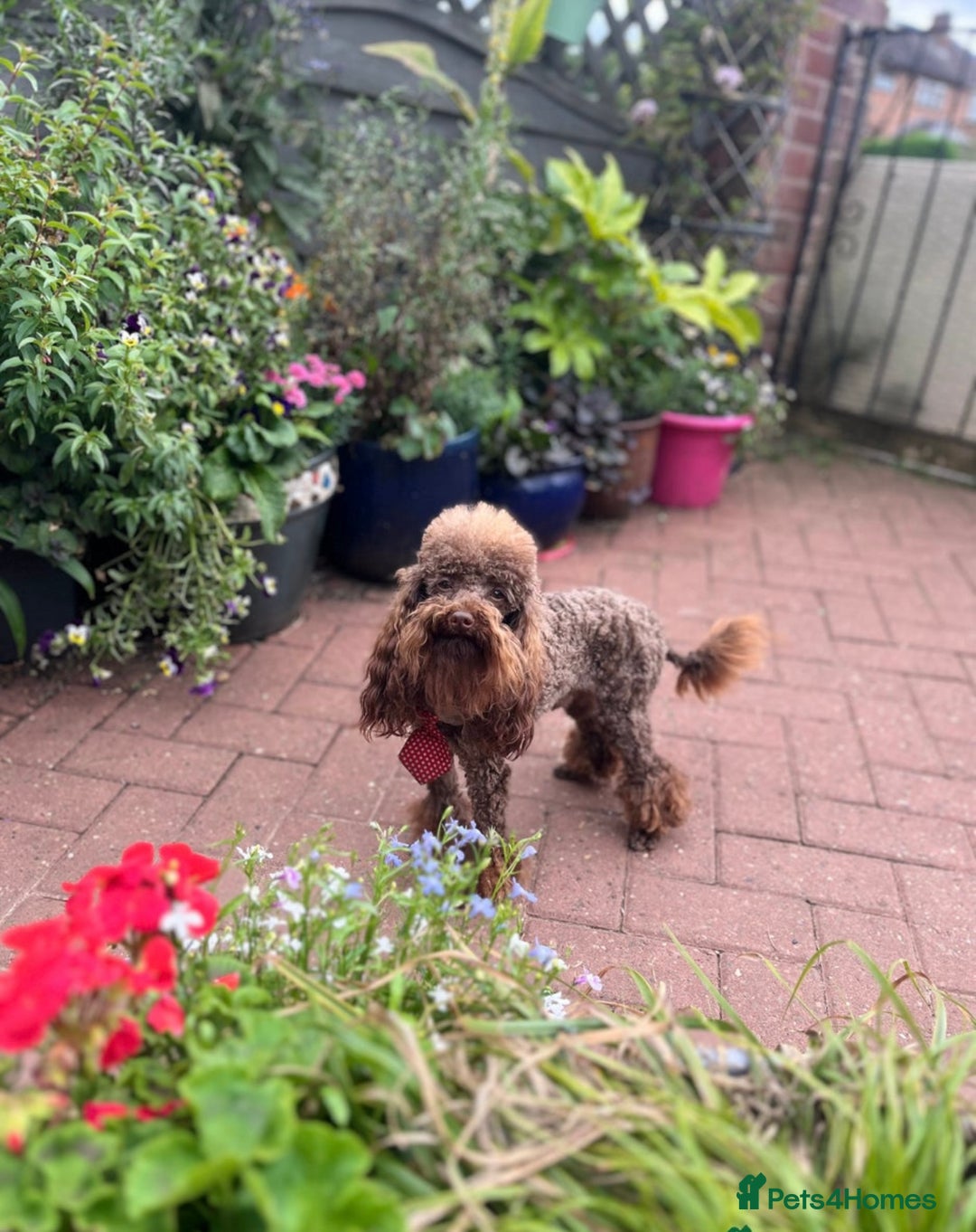 Toy Poodle dogs for sale: Rare parti/phantom/silver Kc Toy Poodle Puppies - Image 3