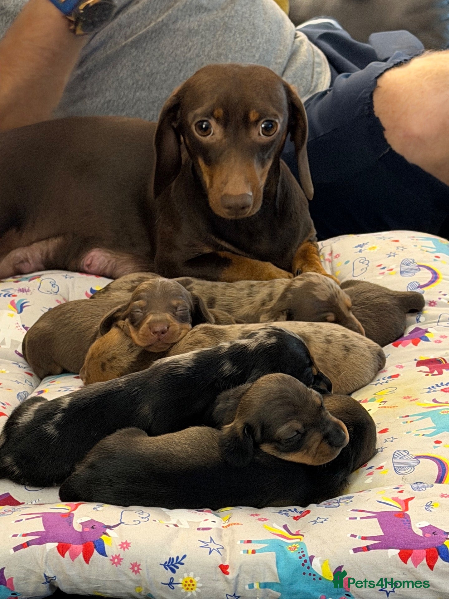 Dachshund dogs Dachshund puppies  - Advert 1