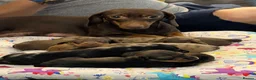 Dachshund dogs for sale: Dachshund puppies  - Advert 1