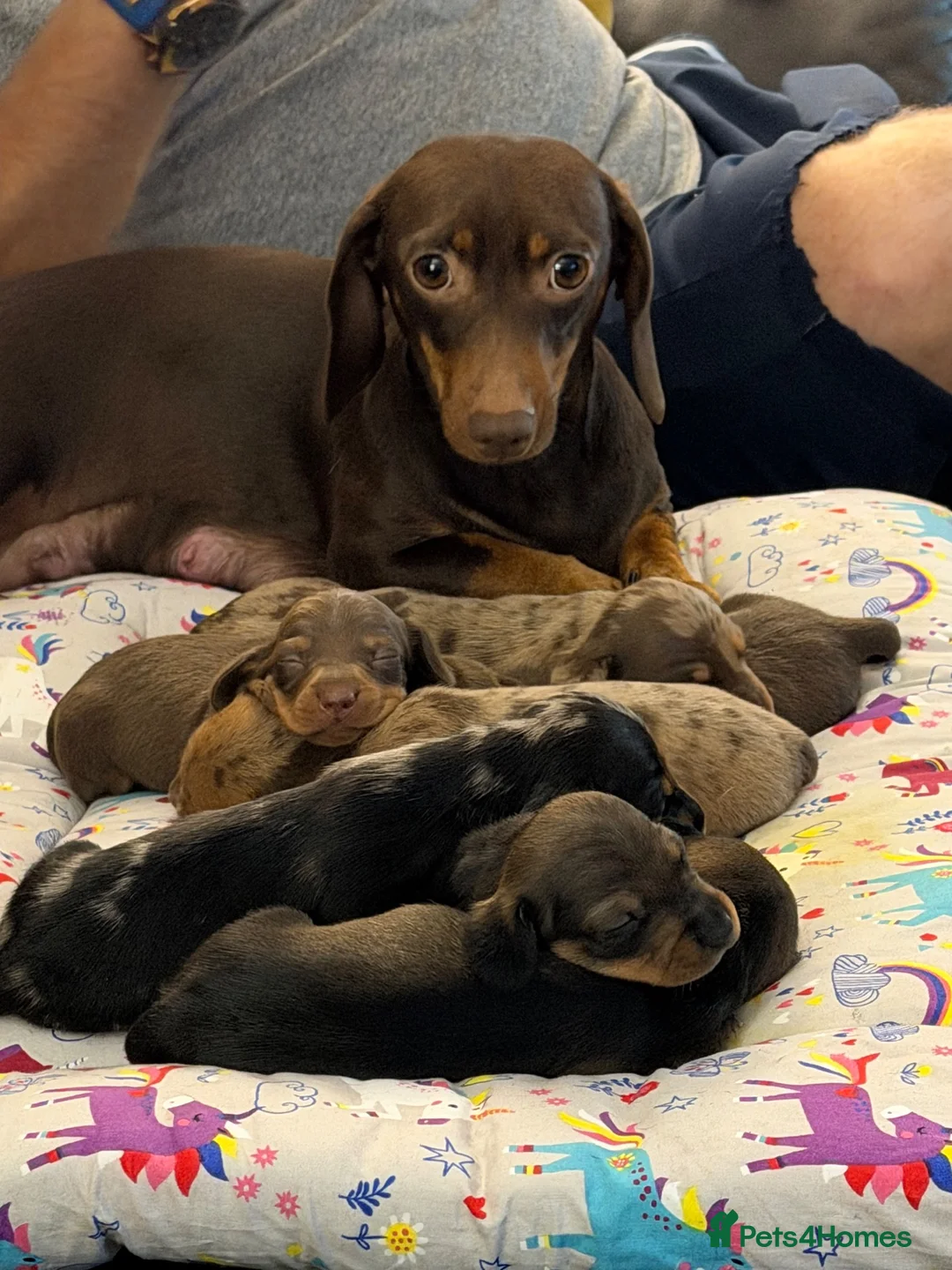 Dachshund dogs for sale: Dachshund puppies  - Advert 1