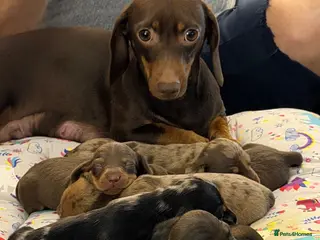 Dachshund dogs Dachshund puppies - Advert 6