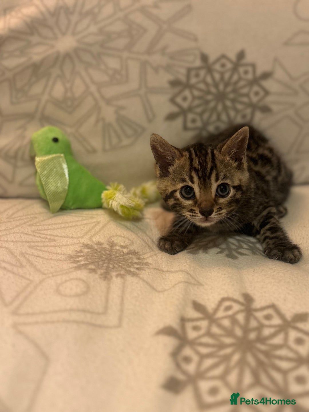 Bengal cats for sale: True to type bengal kittens - Advert 1