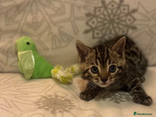 Bengal cats True to type bengal kittens - Advert 5