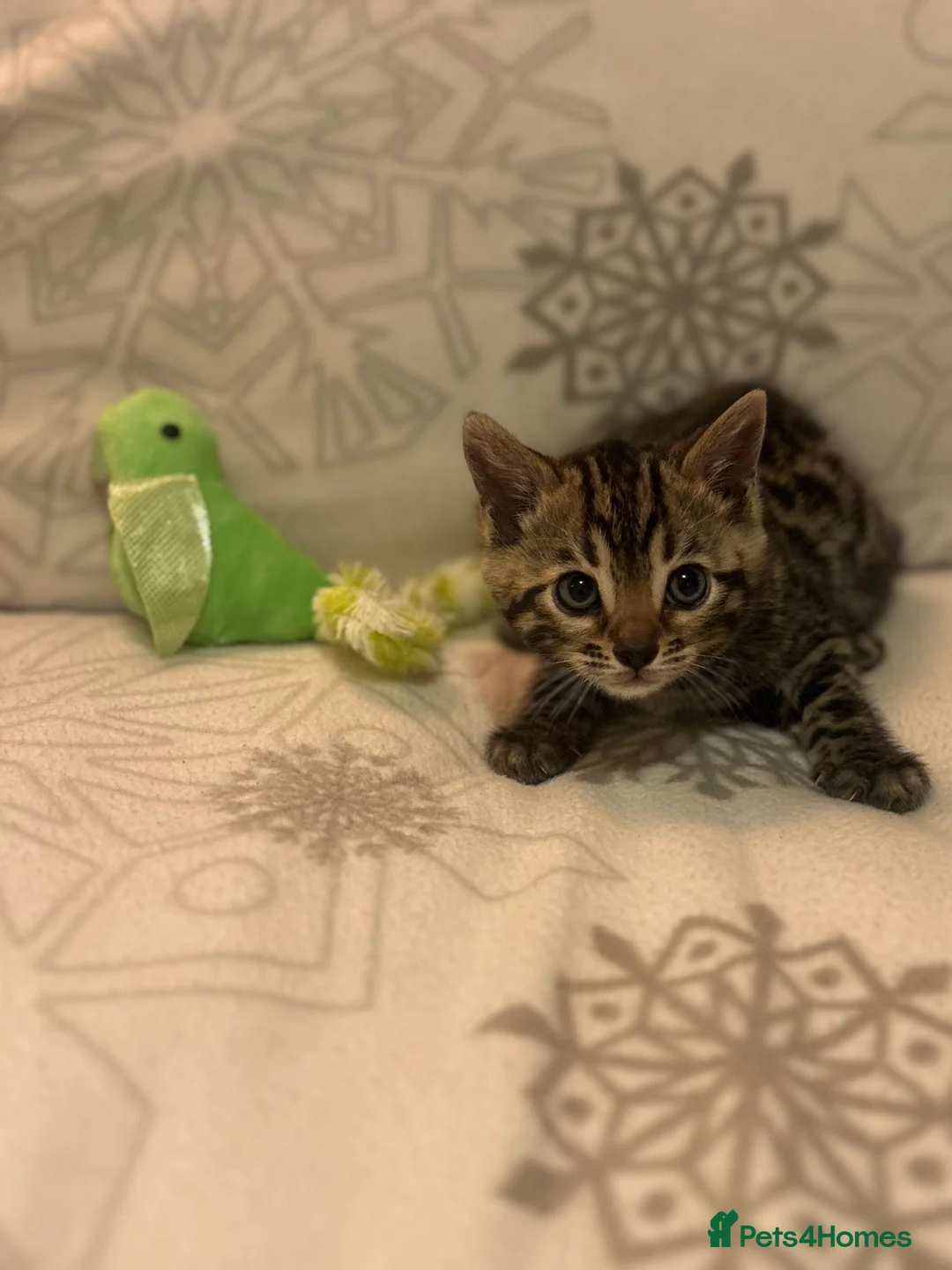 Bengal cats for sale: True to type bengal kittens - Advert 1