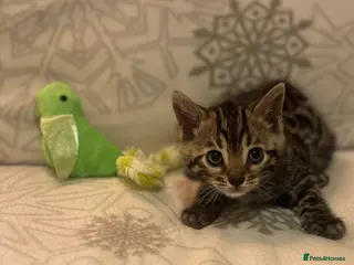 Bengal cats True to type bengal kittens - Advert 18